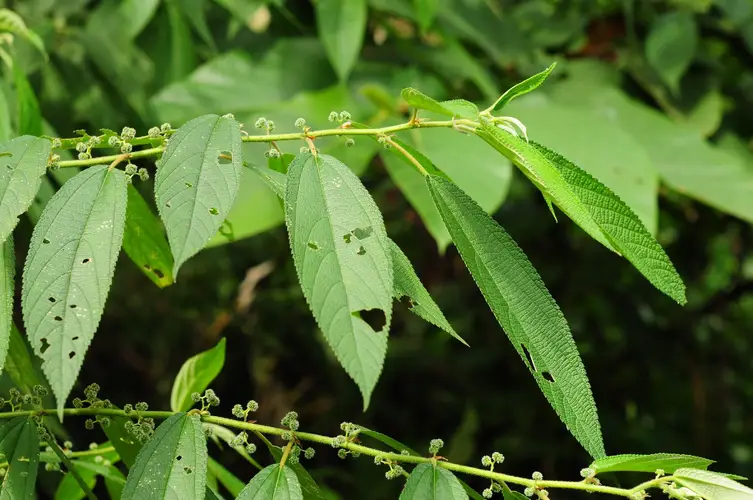 Debregeasia longifolia