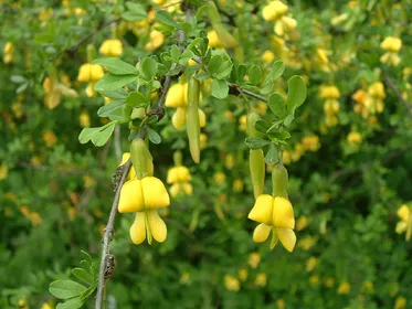 ムレスズメ（群雀）の判定方法 (Caragana sinica)