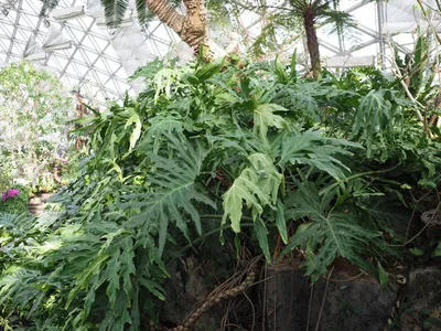 Wie man Baum-Philodendron anbaut und pflegt