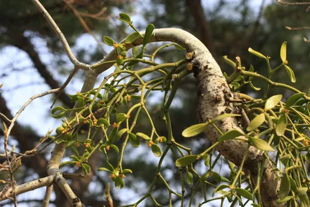 ヤドリギ (宿木) (分類, 特徴, 分布, 画像)