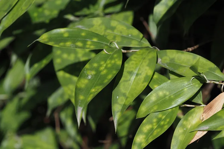 Is Dracaena surculosa giftig
