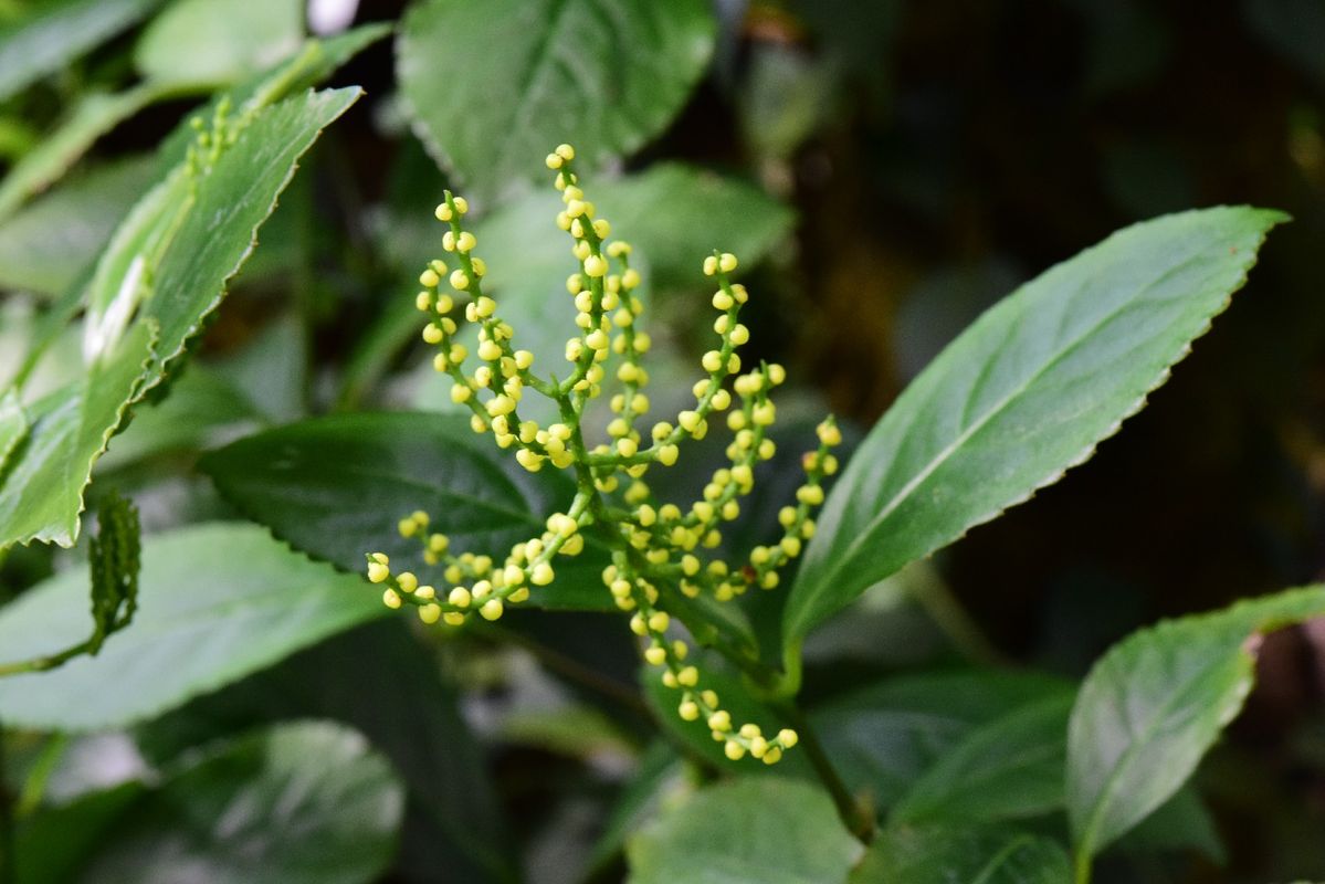What Ails the Chulan tree? Solve Common Issues