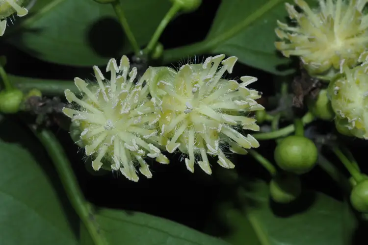 Hydnocarpus hainanensis