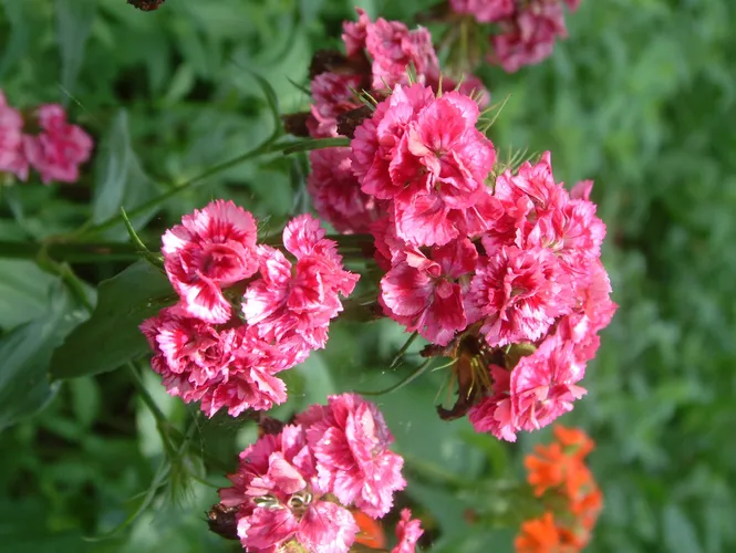 ヒメナデシコ (Dianthus barbatus var. asiaticus) - PictureThis