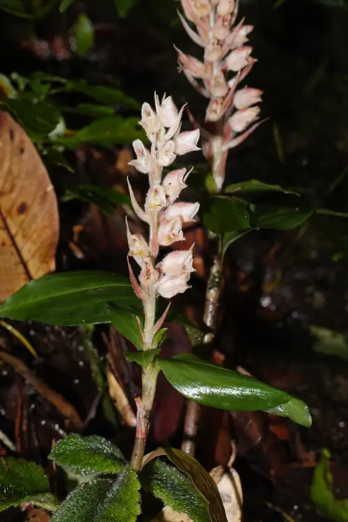 Coral beak orchid