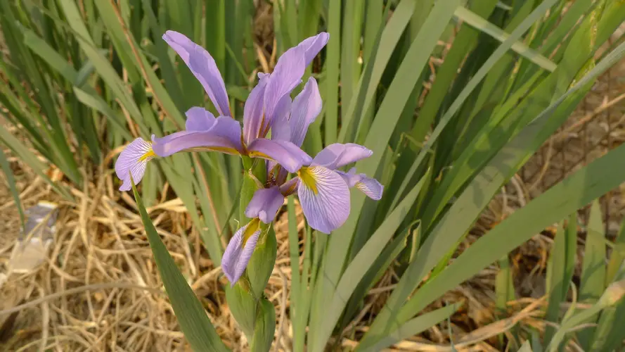 Iris biru