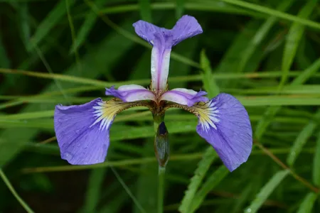 カキツバタ（杜若） (ケア, 特徴, 花, 画像)