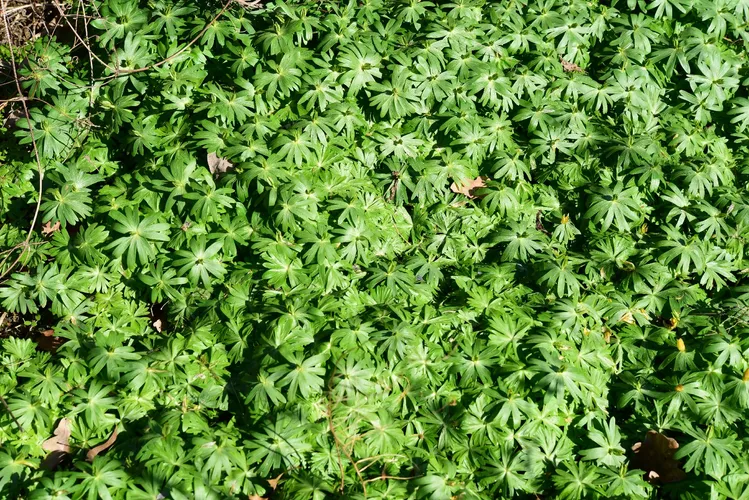 チョウセンセツブンソウ（朝鮮節分草） (分類, 特徴, 花, 画像)