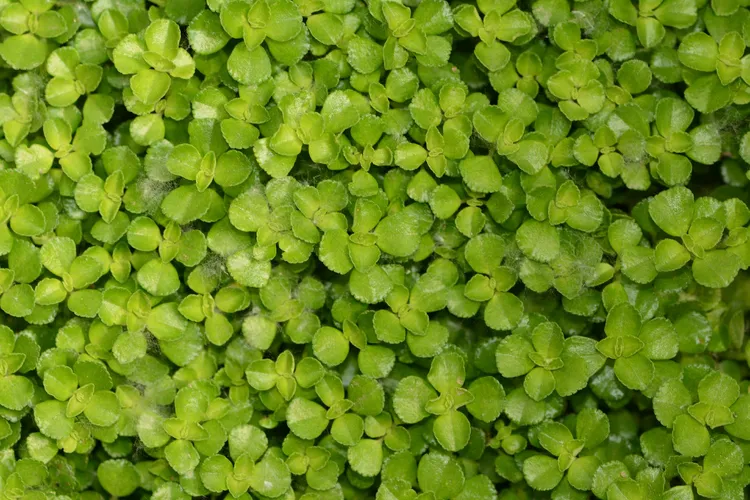 bells of ireland plant Bells of Ireland – Floret Library main image 0