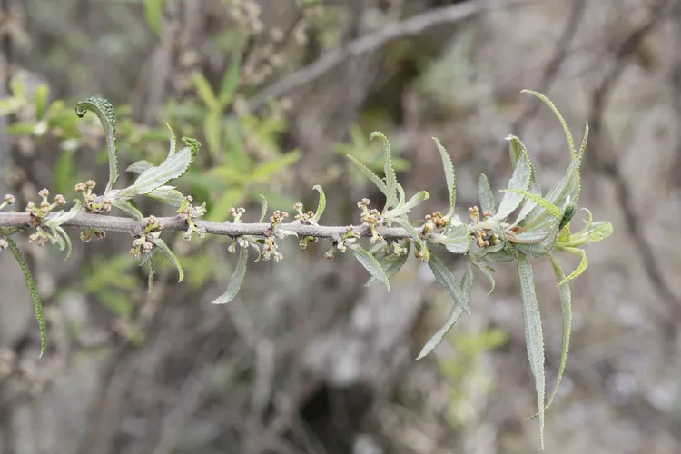 Yanagi ichigo - Debregeasia orientalis (Taxonomy, Characteristics