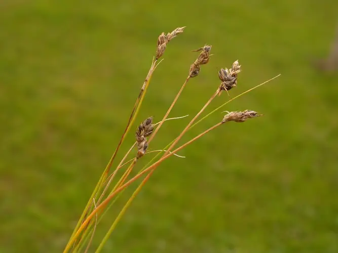 Carex onoei