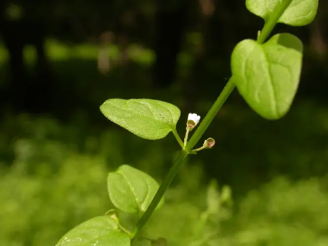 Scutellaria dependens