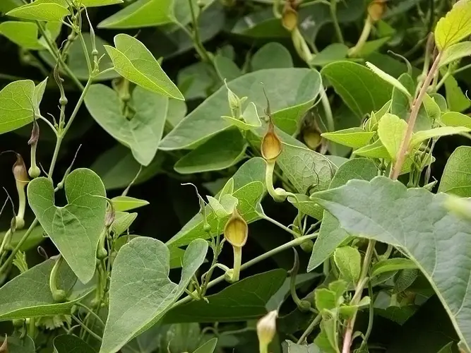 Northern pipevine