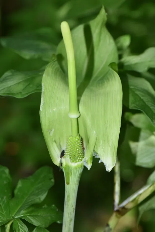 マムシグサ（蝮草） (Arisaema serratum) - PictureThis