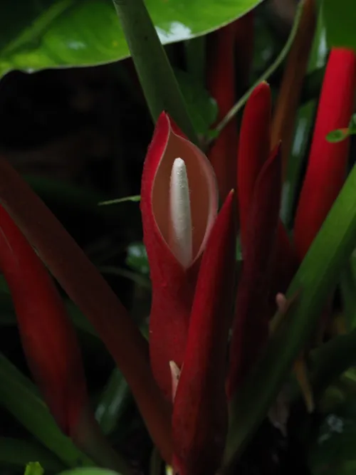 Ist Rotblttriger Philodendron giftig?