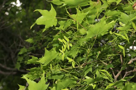イタヤカエデ（板屋楓） (Acer pictum subsp. mono) - PictureThis