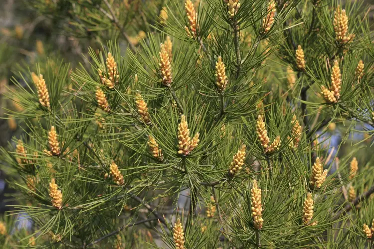 Bunge's pine