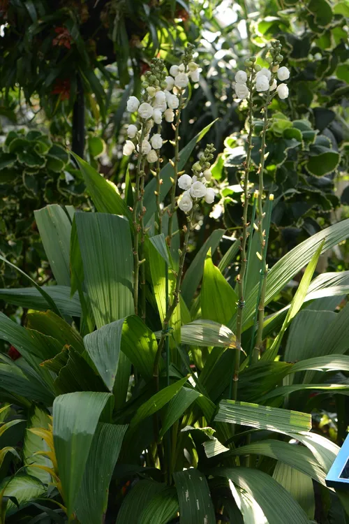 Dove orchid (Peristeria) - PictureThis