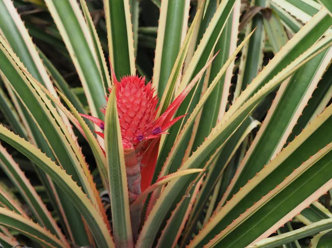 Red pineapple - Ananas comosus var. bracteatus (Care