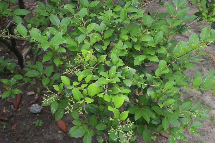 Japanischer Liguster - Ligustrum japonicum (Pflege, Merkmale, Blume,  Bilder, Giftig)