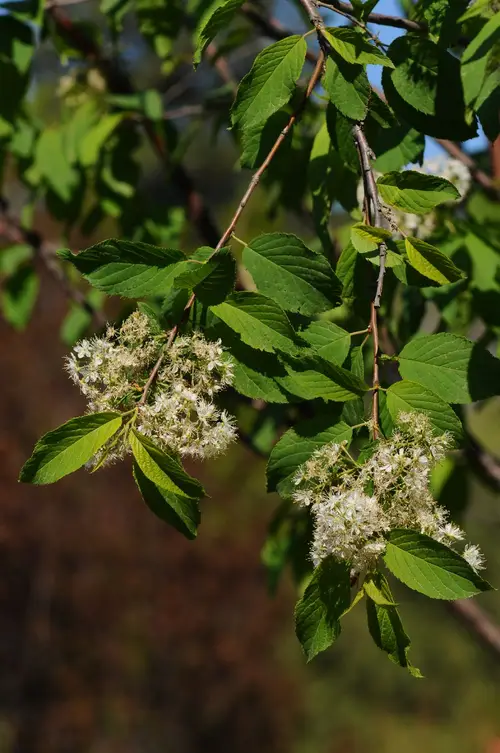 Amur-traubenkirschbaum