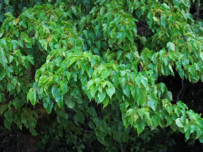 Acer caudatifolium