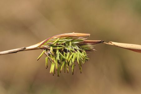 Chinese fountain bamboo (Fargesia spathacea) - PictureThis