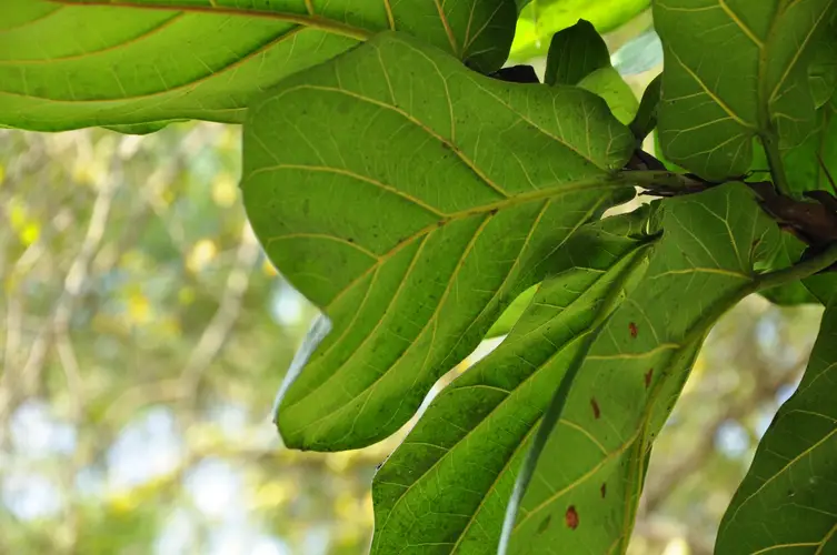 Fiddle-leaf fig