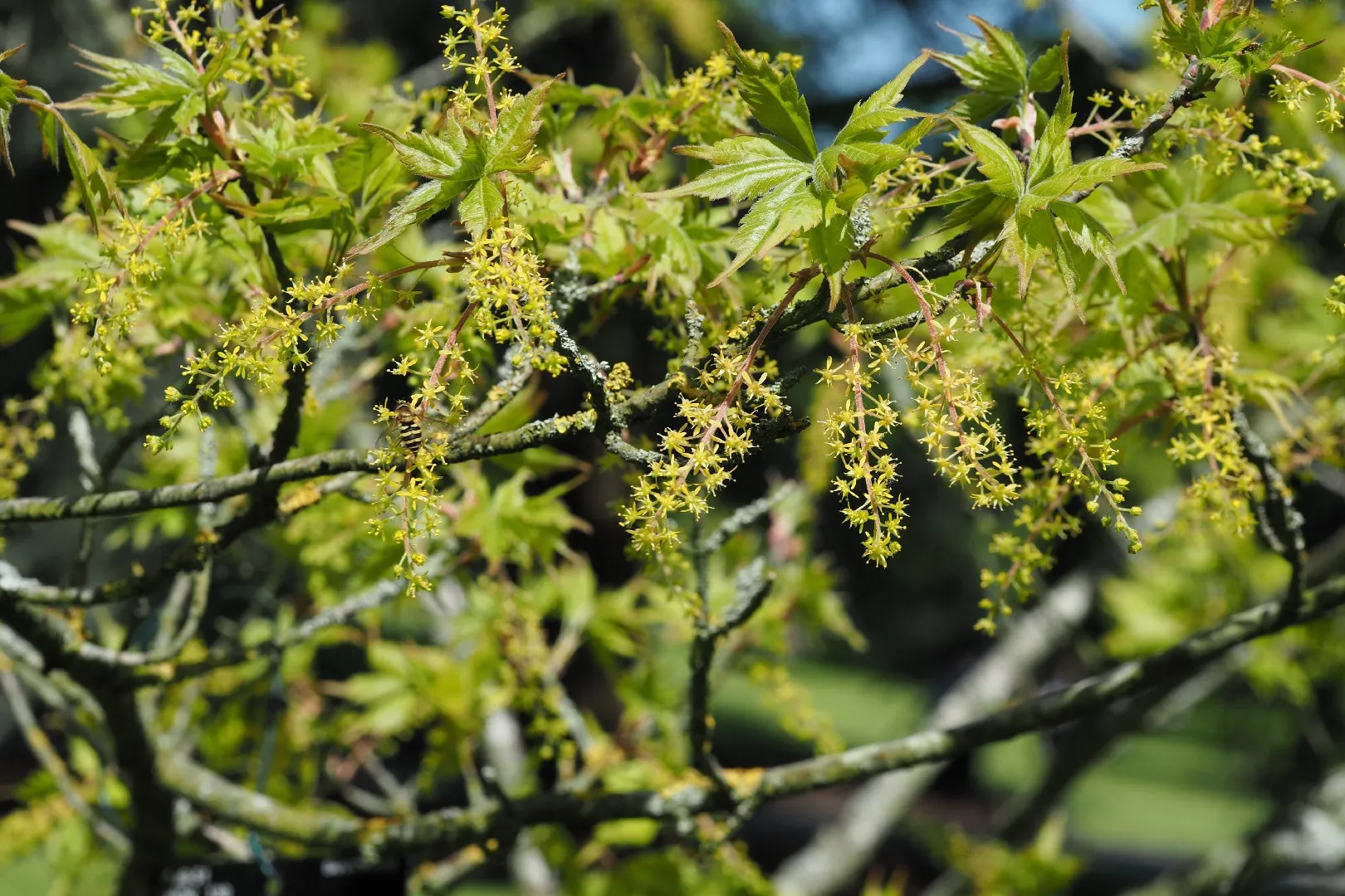 ミツデカエデ（三手楓）の判定方法 (Acer cissifolium)