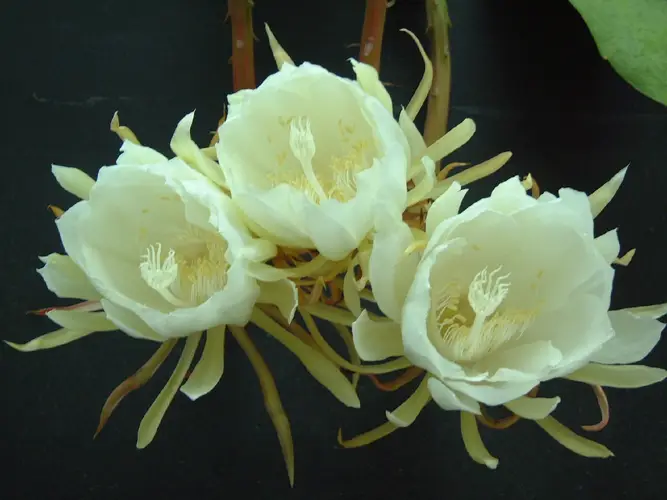 Queen of the night (Epiphyllum oxypetalum) Flower, Fruit, Uses