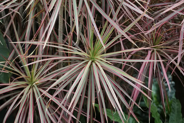 Reflexa Character Tree How to Plant and Grow Madagascar dragon tree(Dracaena reflexa var ...