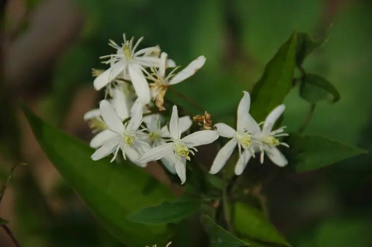 Clematis terniflora var. mandshurica