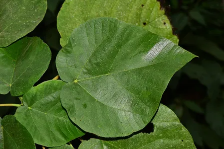 Dendrocnide urentissima - PictureThis
