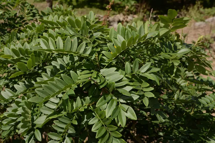 Dalbergia yunnanensis