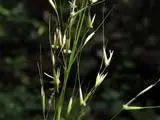 Needle grass