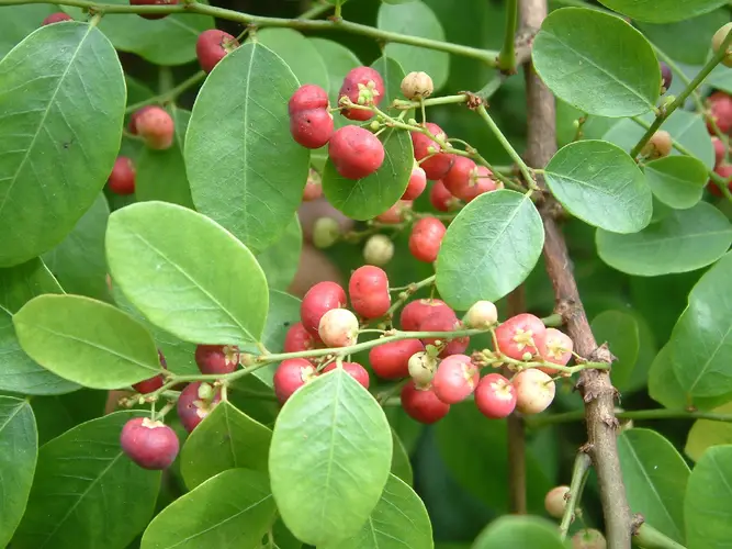 Phyllanthus reticulatus - PictureThis