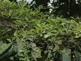 Madagascar almond tree