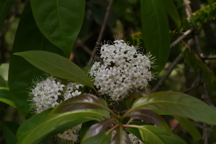 Ehretia longiflora