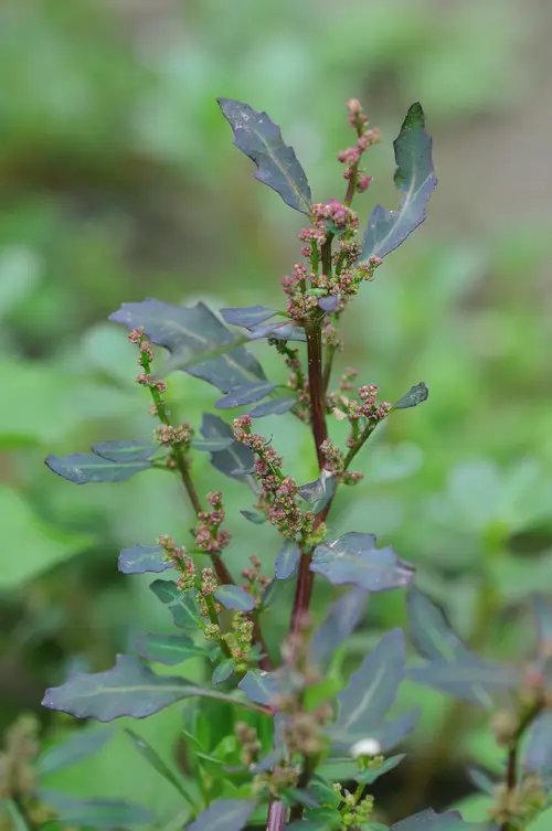 Oxybasis glauca subsp. glauca