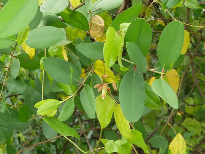 Manzana de mangle