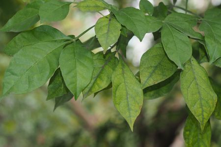 Panama candle tree (Parmentiera cereifera) - PictureThis
