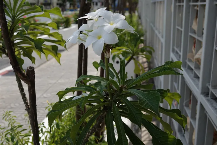 プルメリア・プディカ (ケア, 特徴, 花, 画像)