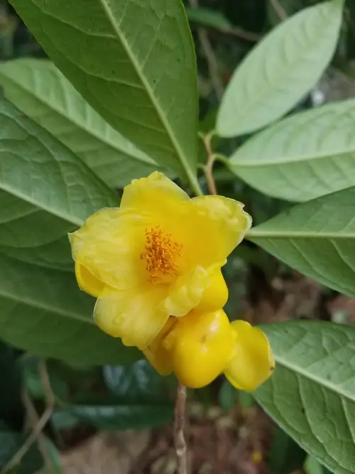 Golden camellia