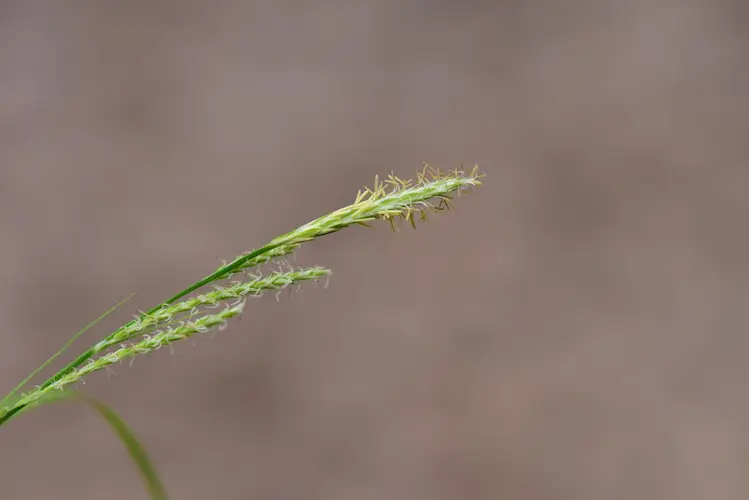 Carex jaluensis