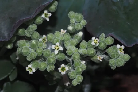 Kalanchoe millotii - Kalanchoe millotii (Pflege, Merkmale, Symbolik, Bilder)
