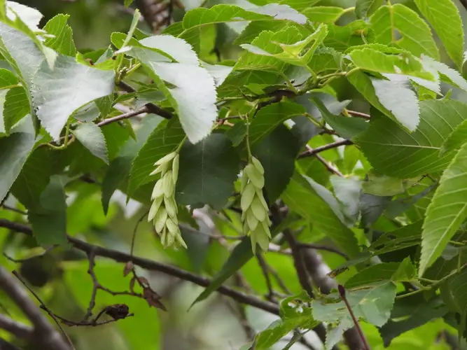 Ostrya japonica