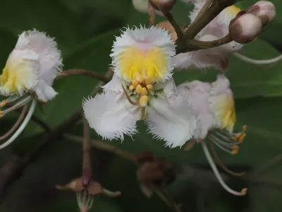 Helicopter flower (Hiptage benghalensis) - PictureThis