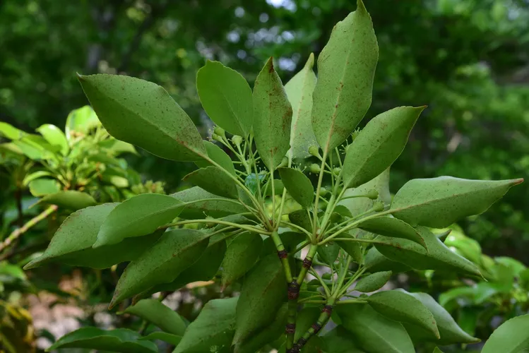 ヤマグルマ（山車） (Trochodendron aralioides) - PictureThis