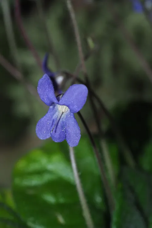 ペトロコスメア属 (Petrocosmea) - PictureThis
