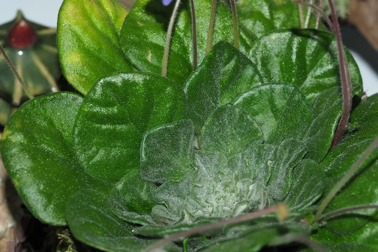 ペトロコスメア属 (Petrocosmea) - PictureThis